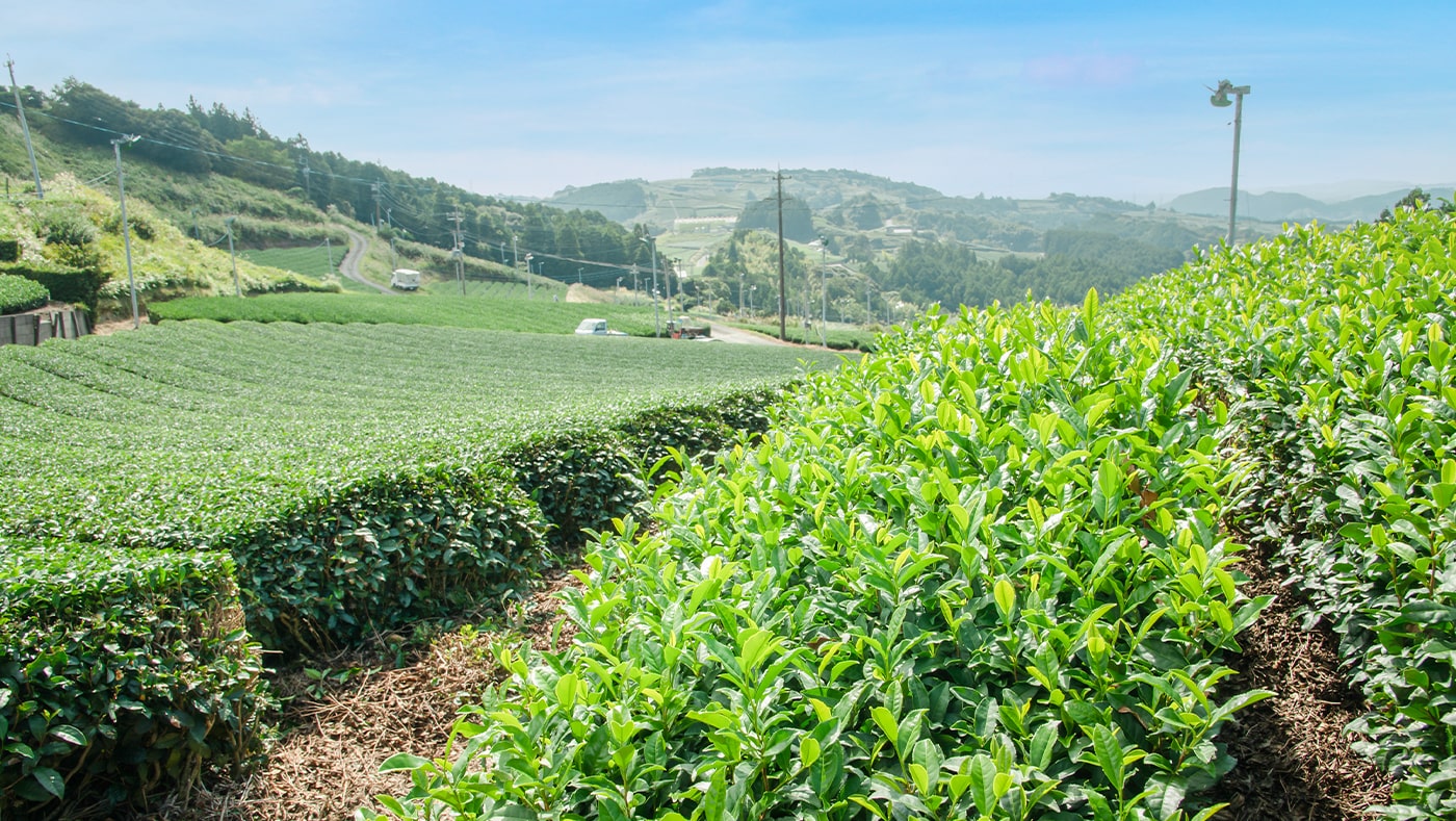 茶草場農法が守る自然環境