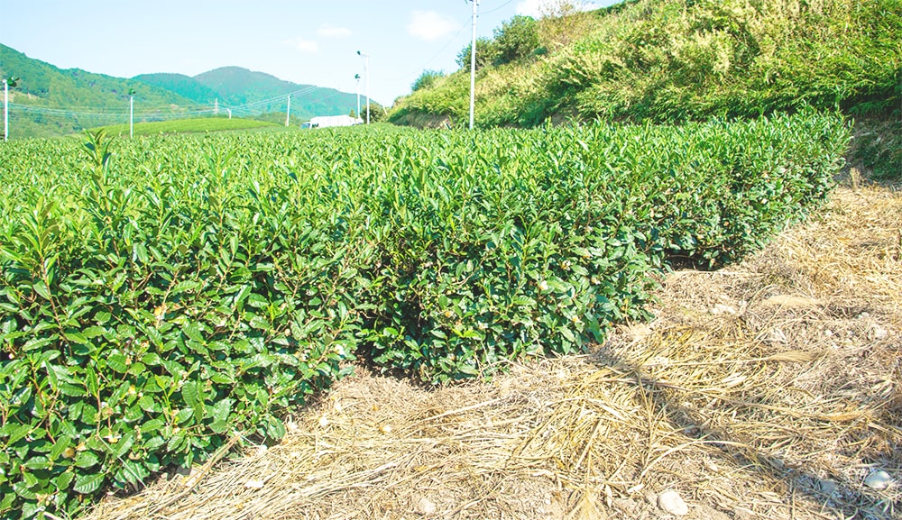 茶草場農法は静岡県で特徴的に見られる農法です