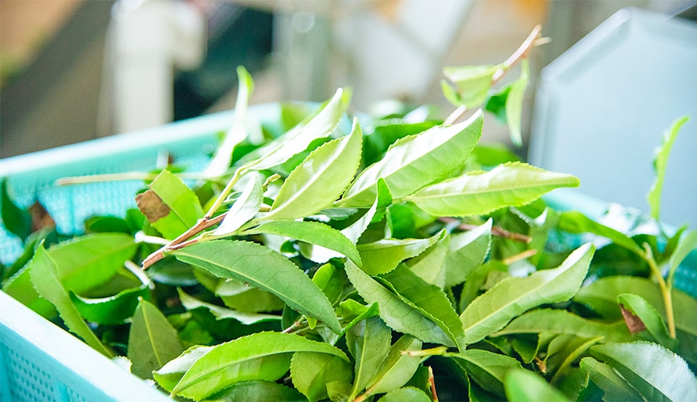 ヤマモでは、茶草場農法で作られた茶葉を一部製品に取り扱っています